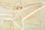 Cretaceous Lamniform Shark (Cretolamna) Fossil - Hjoula, Lebanon #237214-5
